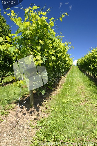 Image of Vineyard