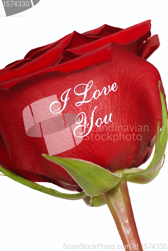 Image of Red Rose that says I Love You