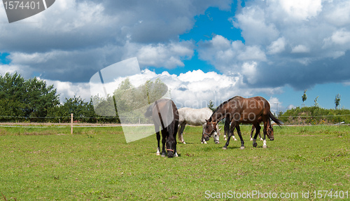 Image of grazing horses on grass field