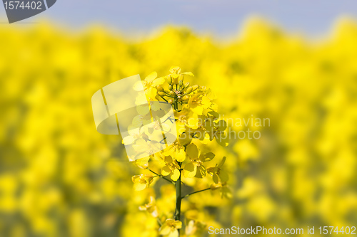 Image of Close up of a Rape field