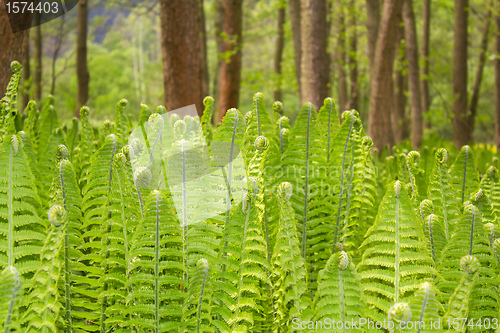 Image of Closeup of a Green Fern