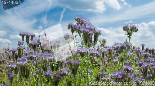 Image of HDR natural summer scenery