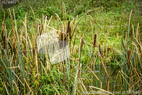 Image of reeds at the pond