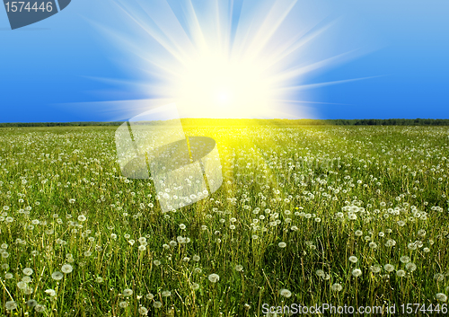 Image of Field of white dandelions