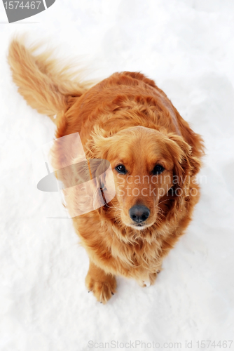 Image of Dog sitting at snow