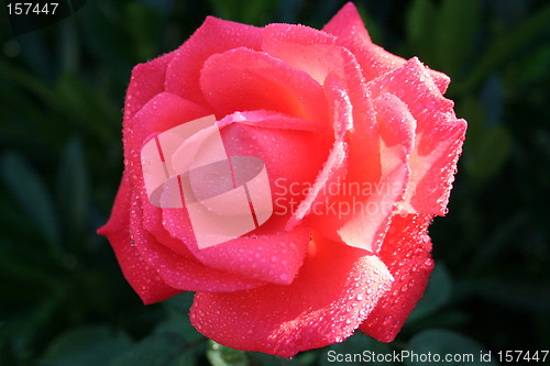 Image of Lovely Super Star rose after rain