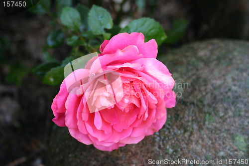 Image of Lovely little rose which rest on stone