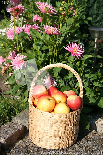 Image of Apples in basket and dahlias