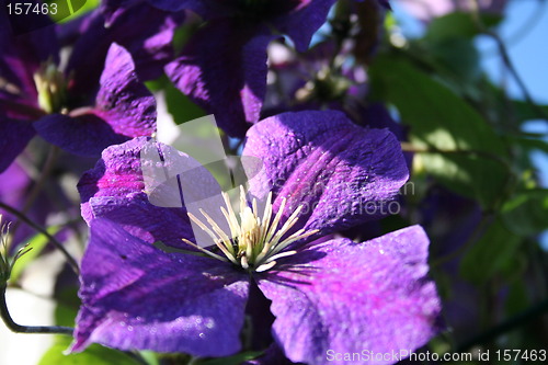 Image of Close up of Jackmanii flower