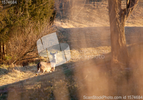 Image of Wild deer visible through long grass