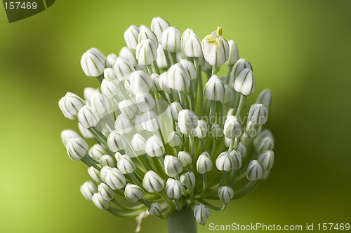 Image of Blossoming onions I