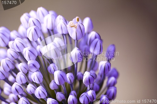 Image of Blossoming onions II