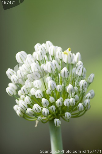 Image of Blossoming onions III