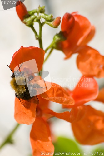 Image of Blossoming haricot