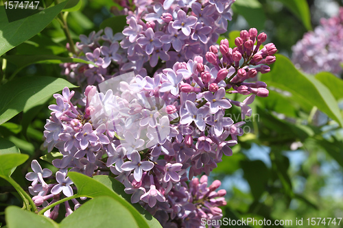 Image of Lilac