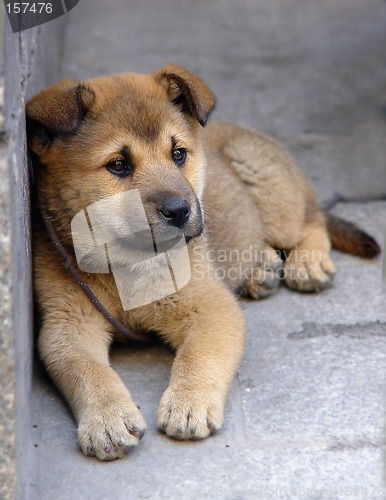 Image of Lonely puppy