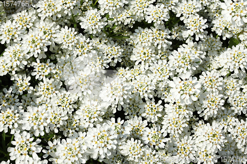 Image of Iberis sempervirens 'Snow Cushion' ...