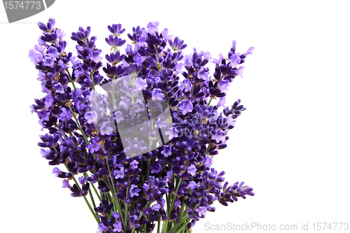 Image of Lavender
