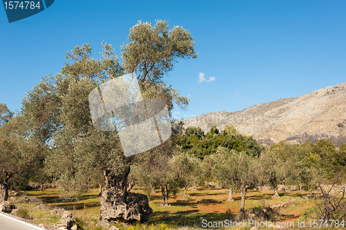 Image of Olive grove