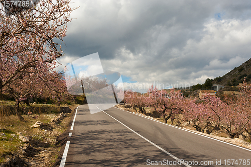 Image of Costa Blanca during almond blossom