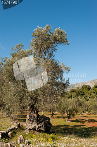 Image of Olive plantation