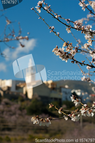 Image of Flowering almond trees