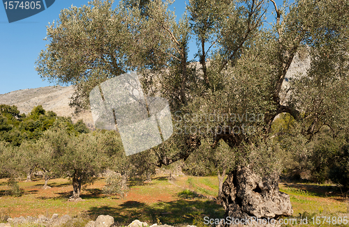 Image of Centennial olive tree