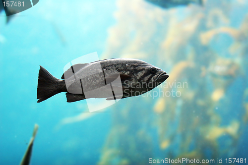 Image of Fish in the ocean