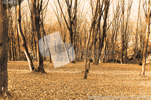 Image of Autumn forest. Sepia