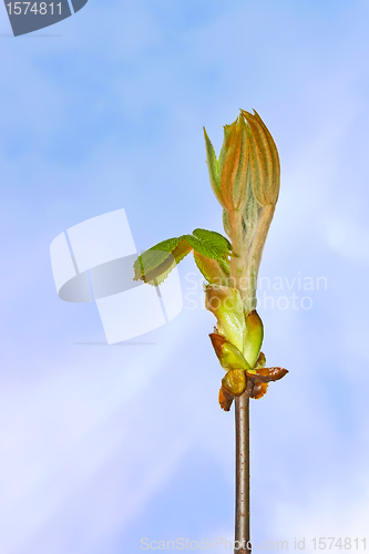 Image of Chestnut bud