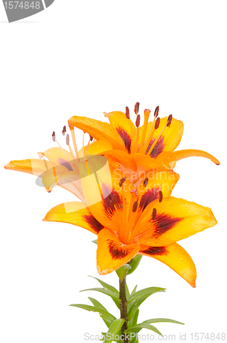 Image of Orange lily flowers