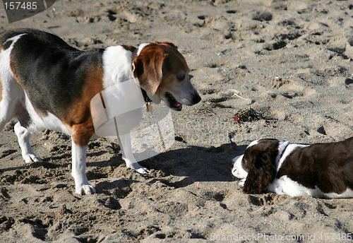 Image of 2 dogs playing