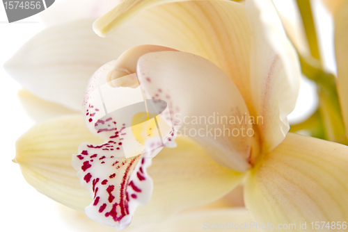 Image of Orchid flower close-up, selective focus 