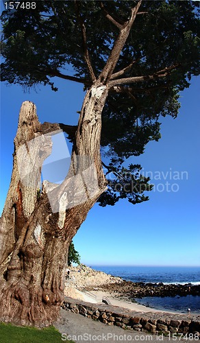 Image of An old tree on the beach