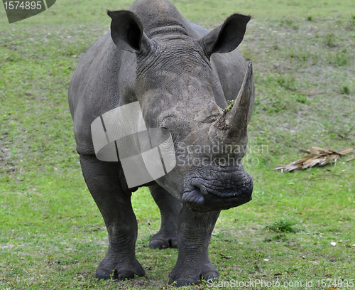 Image of White Rhinoceros 