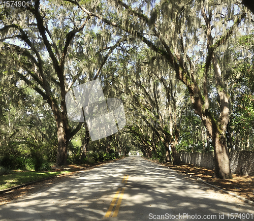 Image of  Spanish Moss On Trees