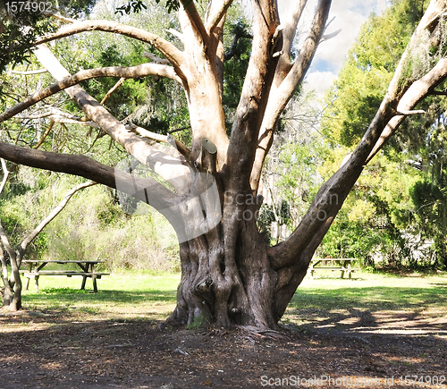 Image of Old Tree