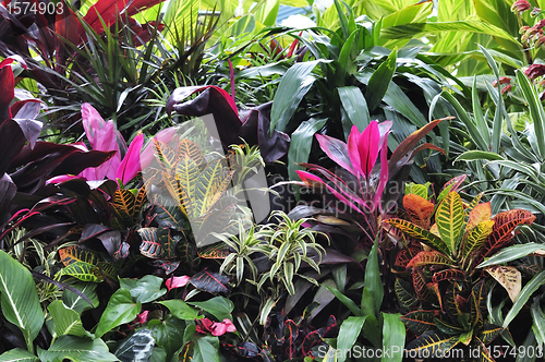 Image of Tropical Plants