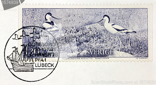 Image of Pied Avocet Stamp