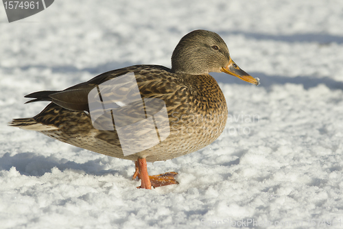 Image of Mallard in the snow