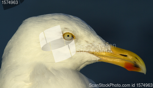 Image of Herring gull