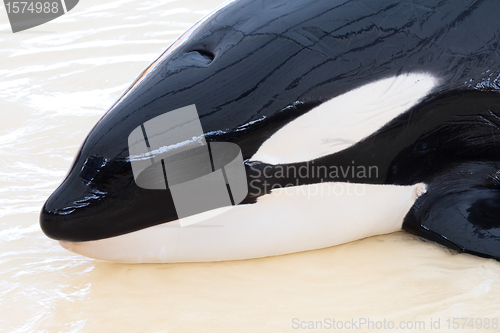 Image of Orca head