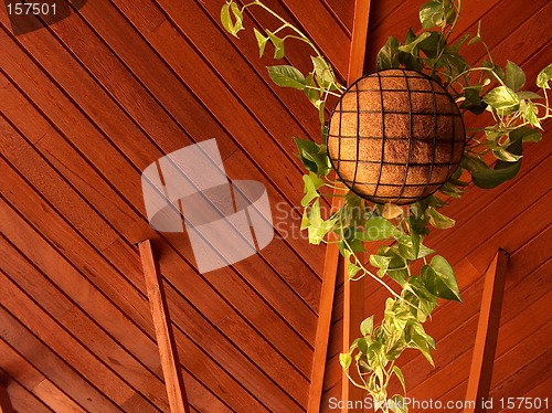 Image of Suspended Plants