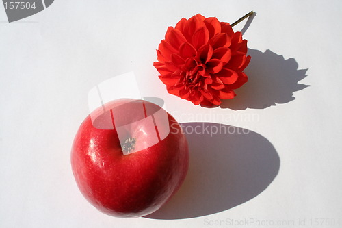 Image of Apple with company of dahlia