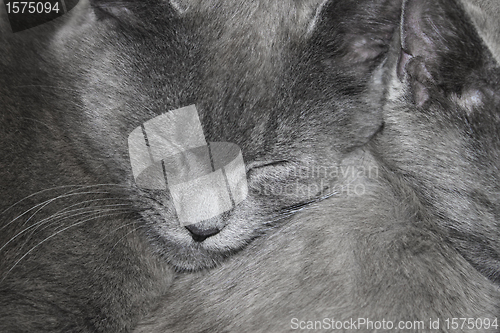 Image of Gray cats are sleeping