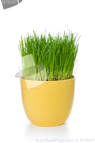 Image of grass in flowerpot