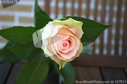 Image of Lovely rose