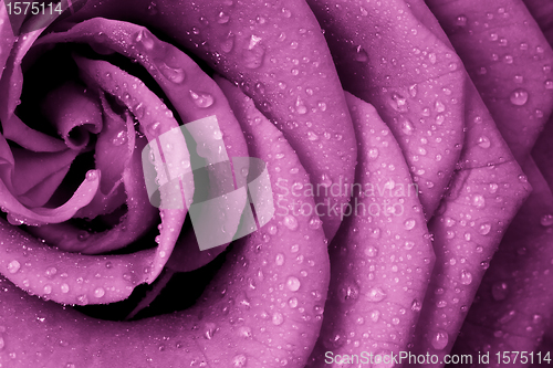 Image of pink rose