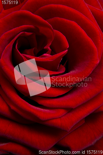 Image of red rose