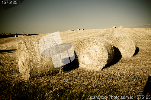 Image of Typical Tuscan landscape